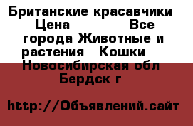 Британские красавчики › Цена ­ 35 000 - Все города Животные и растения » Кошки   . Новосибирская обл.,Бердск г.